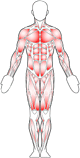 Human body, outline and musculature diagram