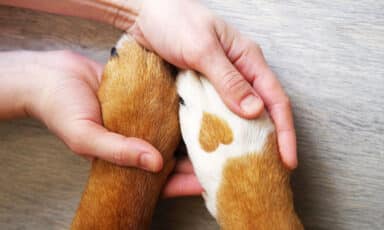 Dog paw with a spot in the form of heart and human hands close up